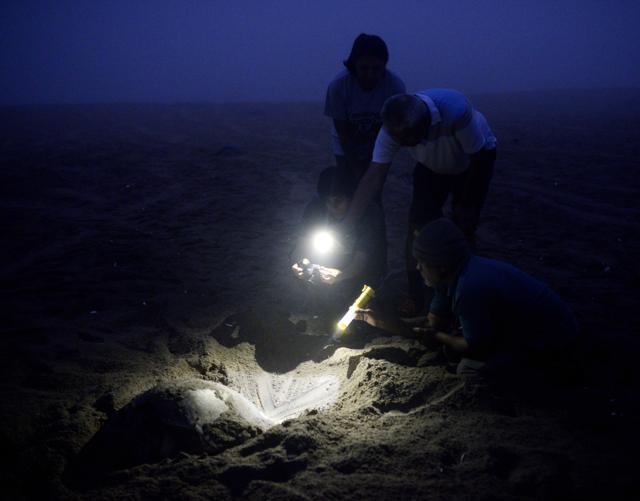 People click photos of olive ridley turtles at a beach in Odisha. (Arabinda Mohapatra/HT Photo)