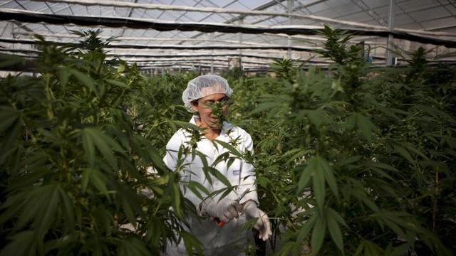 One of the major advantages of medical marijuana is its lower cost as compared to some medication. (AP) One of the major advantages of medical marijuana is its lower cost as compared to some medication. (AP)