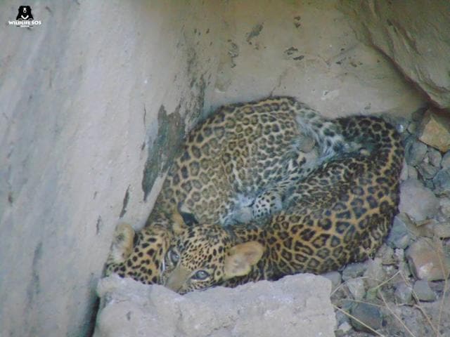Leopard cubs rescued fom Parner village. (Wildlife SOS) Leopard cubs rescued fom Parner village. (Wildlife SOS)
