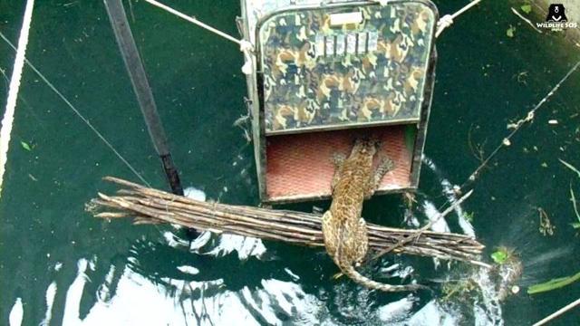 Leopard rescued by Wildlife SOS from a 60-foot-deep well. (Wildlife SOS) Leopard rescued by Wildlife SOS from a 60-foot-deep well. (Wildlife SOS)