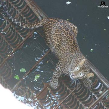 A young leopard being rescued by Wildlife SOS. (Wildlife SOS) A young leopard being rescued by Wildlife SOS. (Wildlife SOS)