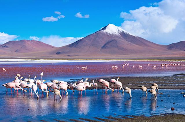 Pink flamingos in the Atacama salt flats. (Istock) Pink flamingos in the Atacama salt flats. (Istock)