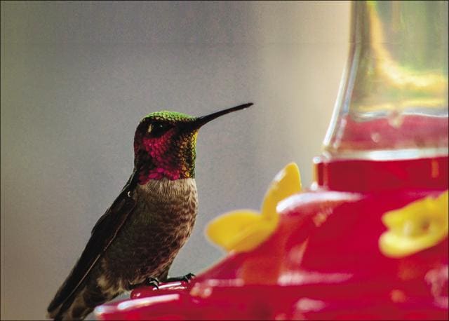 Plan a visit to the Hummingbird Sanctuary for an experience like no other (Getty Images) Plan a visit to the Hummingbird Sanctuary for an experience like no other (Getty Images)