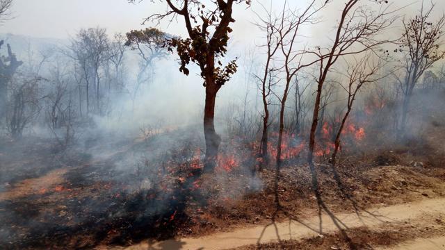 Bandipur National Park accounted for about 40 hectares of forest land affected by the fire. (HT Photo) Bandipur National Park accounted for about 40 hectares of forest land affected by the fire. (HT Photo)