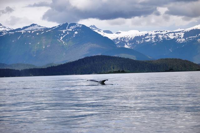 An exhibit titled, ‘Here I Go Again’, vividly captures a Humpback whale’s tail surfacing at Juneau, Alaska. (PHOTO: DR SUMITA MISRA)