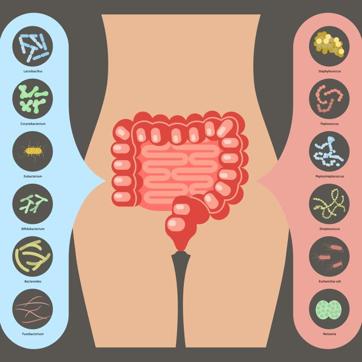 The good (left) and bacteria in our intestine. (Shutterstock) The good (left) and bacteria in our intestine. (Shutterstock)
