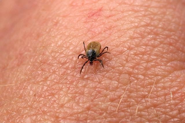 A report on climate change and health points out that infectious diseases can spread more widely as ticks carrying Lyme disease and mosquitoes with West Nile virus expand their range. (AFP/iStock) A report on climate change and health points out that infectious diseases can spread more widely as ticks carrying Lyme disease and mosquitoes with West Nile virus expand their range. (AFP/iStock)