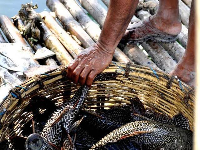 Alien invasive species such as the alligator gar are commonly found in these wetlands. (HT Photo) Alien invasive species such as the alligator gar are commonly found in these wetlands. (HT Photo)