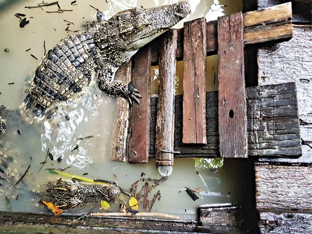 A crocodile near the floating restaurant (Rick Roy) A crocodile near the floating restaurant (Rick Roy)