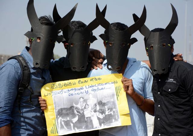 Students participating in the protest in support of Jallikattu at the Marina beach in Chennai. (HT FIle) Students participating in the protest in support of Jallikattu at the Marina beach in Chennai. (HT FIle)