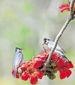 Black bulbuls on a Semul tree near Parwanoo. (Munish Jauhar)
