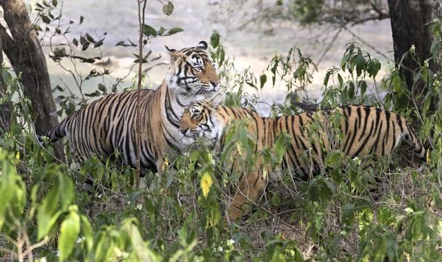 ‘Arrowhead’ (right) with another tiger in Ranthambore, Rajasthan. (Himanshu Vyas/HT Photo) ‘Arrowhead’ (right) with another tiger in Ranthambore, Rajasthan. (Himanshu Vyas/HT Photo)