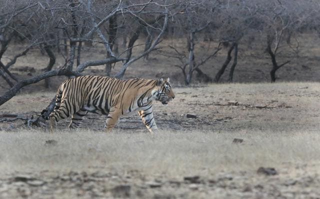 Ranthambore tiger reserve spans over an area of 392 sq km. (HImanshu Vyas/HT Photo) Ranthambore tiger reserve spans over an area of 392 sq km. (HImanshu Vyas/HT Photo)