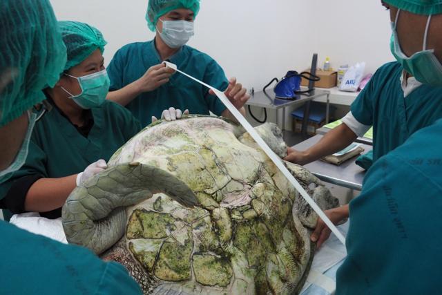 In this file photo, Thai veterinarians prepare to operate on Omsin to remove coins from her stomach at the Faculty of Veterinary Science, Chulalongkorn Universiry in Bangkok, Thailand. (Reuters Photo)