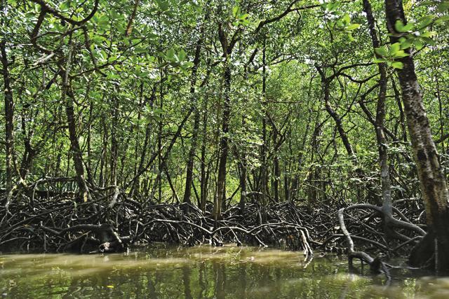 Mangrove forests in Baratang Island (Saubhadra Chatterji)