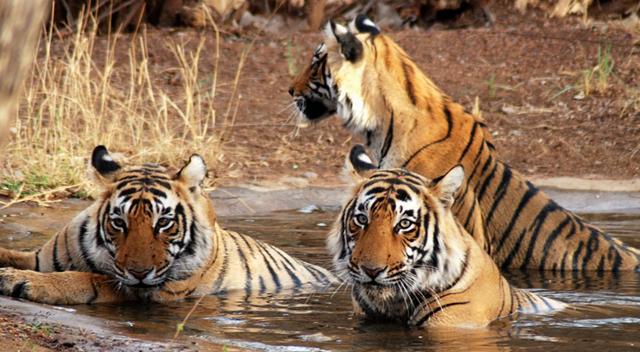 Tiger Spotting Tiger Spotting