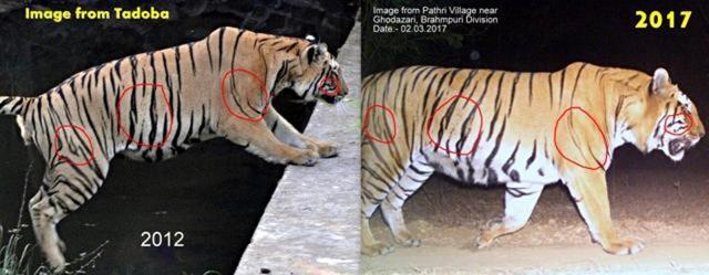 The photo shows the strip pattern of the tiger captured in 2012 and 2017. (Aditya Dhanwate) The photo shows the strip pattern of the tiger captured in 2012 and 2017. (Aditya Dhanwate)