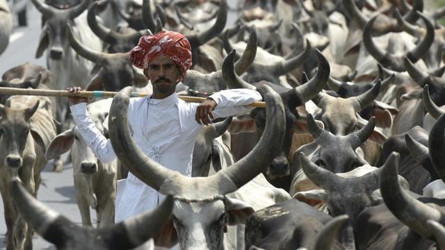 In 2011, when Narendra Modi was Gujarat chief minister, the state had imposed a complete ban on slaughtering and transportation of cow and progeny by amending the Gujarat Animal Preservation Act, 1954. (HT file photo)