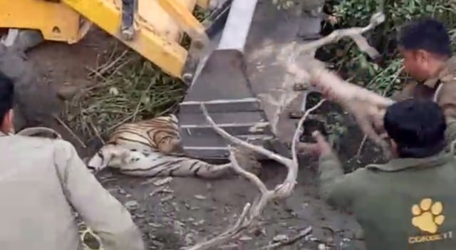 The tiger was crushed under the earthmover’s jaw bucket, and later died from excessive bleeding followed by cardiac arrest. (Video grab)