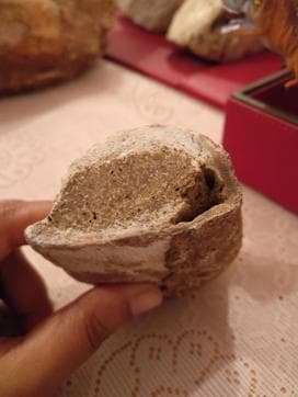 Here’s a close look at a dinosaur bone, probably a shin, with the marrow intact. Bones are heavy, they look and feel almost like stone, which explains why so few are found. Untrained eyes might find it hard to identify. (Rachel Lopez/HTPhoto) Here’s a close look at a dinosaur bone, probably a shin, with the marrow intact. Bones are heavy, they look and feel almost like stone, which explains why so few are found. Untrained eyes might find it hard to identify. (Rachel Lopez/HTPhoto)