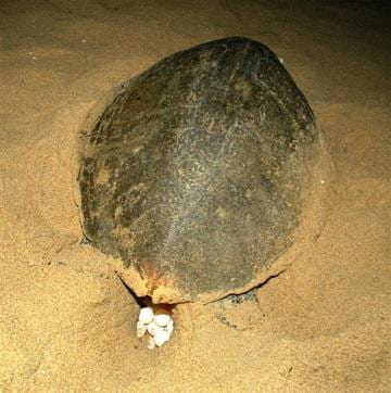 An Olive Ridley lays eggs. (SSTCN website) An Olive Ridley lays eggs. (SSTCN website)