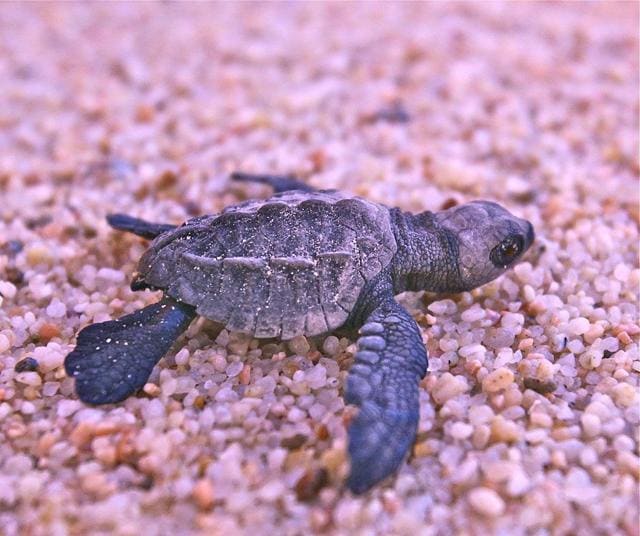 A young turtle. (Peter Van Geit Facebook Page) A young turtle. (Peter Van Geit Facebook Page)