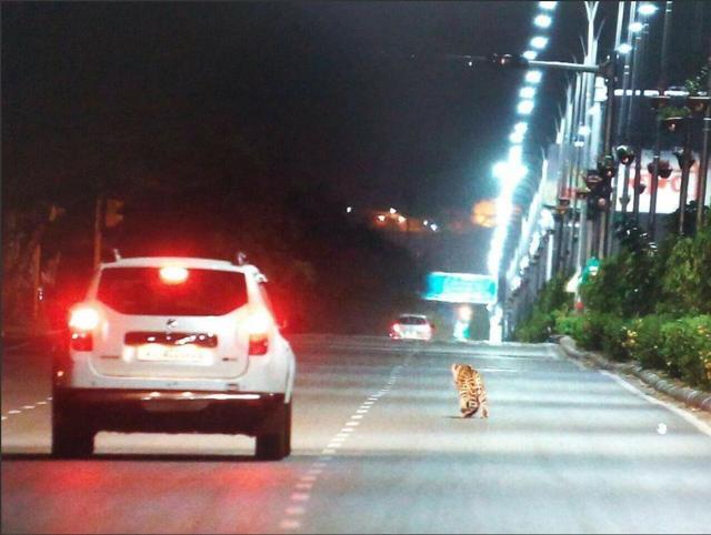 The photo of a leopard on the JLN Marg, Jaipur, was misrepresented on WhatsApp as the ‘Mohali airport road panther’. (PHOTO: WHATSAPP)
