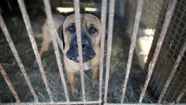 A dog is pictured in a cage at a dog meat farm in Wonju, South Korea. (Reuters Photo) A dog is pictured in a cage at a dog meat farm in Wonju, South Korea. (Reuters Photo)