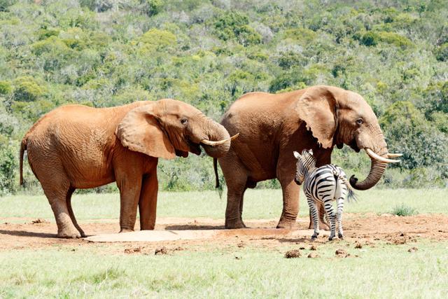 If you’re interested in wildlife, Zimbabwe with its famous national parks is the ideal holiday destination for you. If you’re interested in wildlife, Zimbabwe with its famous national parks is the ideal holiday destination for you.
