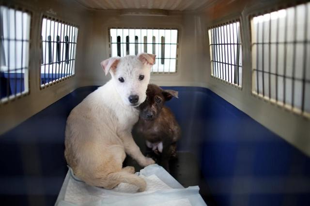 Rescued dogs wait for transport, at a dog meat farm in Wonju, South Korea. (Reuters Photo) Rescued dogs wait for transport, at a dog meat farm in Wonju, South Korea. (Reuters Photo)