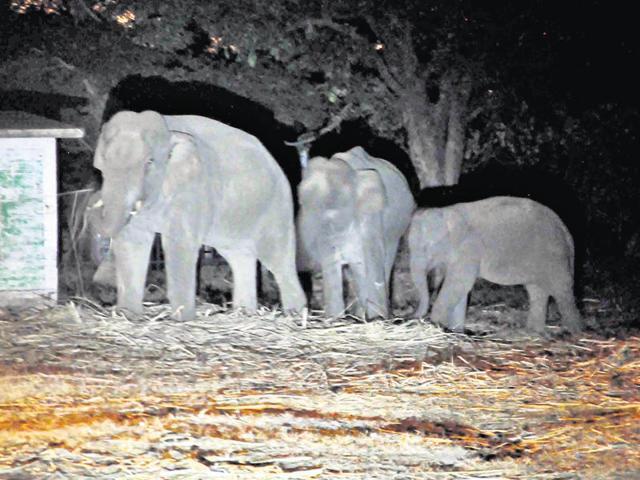 The Jhargram area is marked by forests where marauding herds of elephants from the Dolma range of hills from Jharkhand regularly kill people and destroy crops and property. (HT Photo) The Jhargram area is marked by forests where marauding herds of elephants from the Dolma range of hills from Jharkhand regularly kill people and destroy crops and property. (HT Photo)