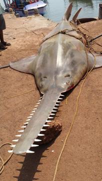 The carcass of the sawfish (HT) The carcass of the sawfish (HT)