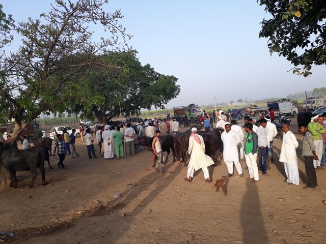 After crackdown on illegal slaughterhouses, Dhanaura mandi is struggling to find customers. (HT Photo/Gulam Jeelani) After crackdown on illegal slaughterhouses, Dhanaura mandi is struggling to find customers. (HT Photo/Gulam Jeelani)