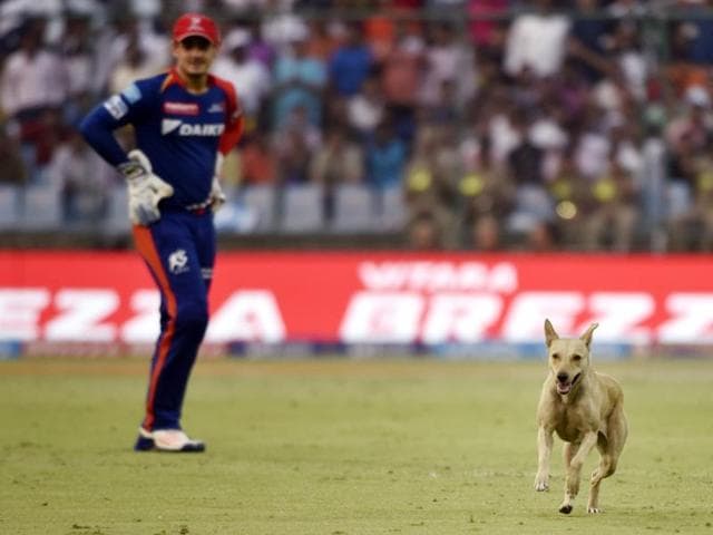 “Without ticket”: IPL, a combination of sports and entertainment so magnetic that even this stray dog couldn’t keep away. The dog managed to sneak his way into Ferozshah Kotla Stadium in New Delhi on  April 30, 2016, during the IPL match between Delhi Daredevils and Kolkata Knight Riders. (Virendra Singh Gosain/ HT Photo) 