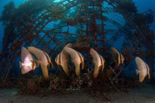 Scientists have selected five species of branching corals for the project which grow very fast and once used to dominate the Kutch reef. (EunJae IM ) Scientists have selected five species of branching corals for the project which grow very fast and once used to dominate the Kutch reef. (EunJae IM )