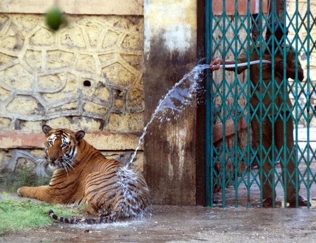 A tiger been given a shower to keep it cool from the scorching heat in Aurangabad on Thursday (HT Photo) A tiger been given a shower to keep it cool from the scorching heat in Aurangabad on Thursday (HT Photo)
