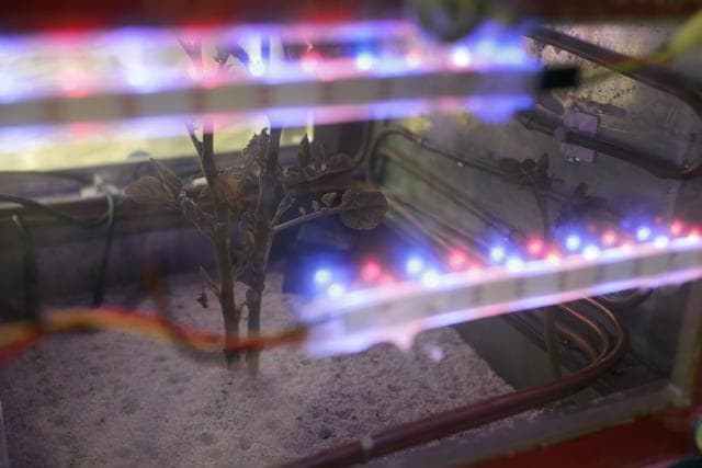 The ‘super potato’ resists very high carbon dioxide conditions and temperatures that get to freezing levels. (AP Photo) The ‘super potato’ resists very high carbon dioxide conditions and temperatures that get to freezing levels. (AP Photo)