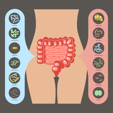 The good and bad bacteria in our intestines. The good and bad bacteria in our intestines.