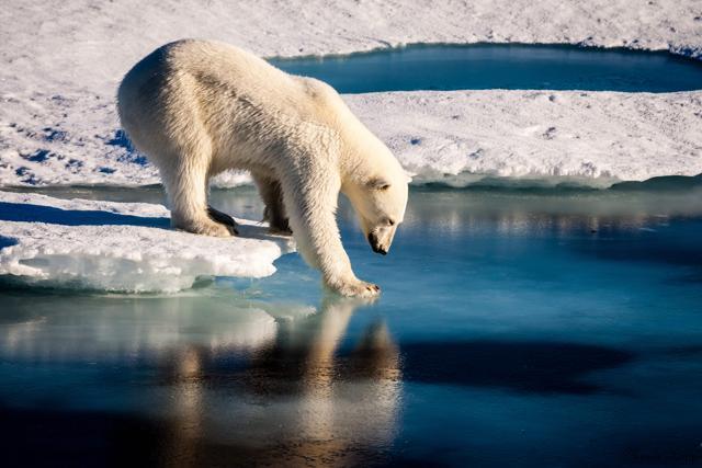 A polar bear tests the strength of thin sea ice in the Arctic.Polar bears, reduced to about 26,000 individuals, will struggle to survive without the floating ice platforms from which they hunt seals and other prey. (AFP File Photo) A polar bear tests the strength of thin sea ice in the Arctic.Polar bears, reduced to about 26,000 individuals, will struggle to survive without the floating ice platforms from which they hunt seals and other prey. (AFP File Photo)