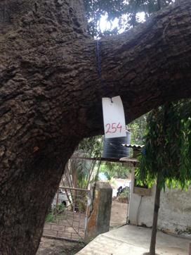 Activists said trees near the construction site were marked to be felled in Aarey. (HT Photo) Activists said trees near the construction site were marked to be felled in Aarey. (HT Photo)