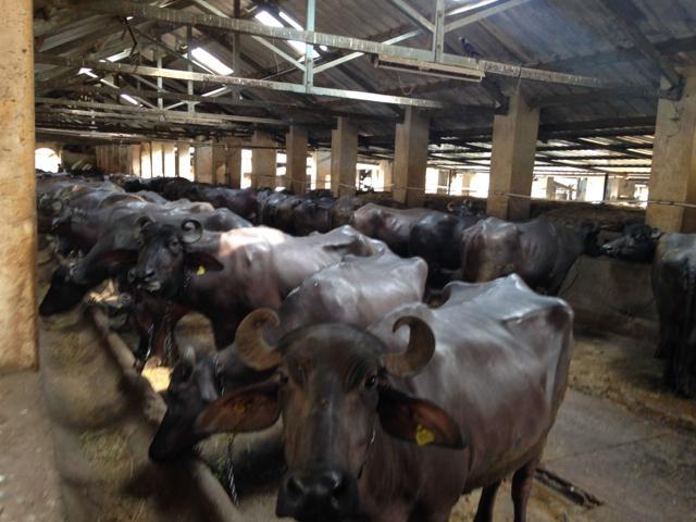 A cattle shed that currently houses 18 buffaloes will be razed to pave the way for the Metro 3 car shed. (HT Photo) A cattle shed that currently houses 18 buffaloes will be razed to pave the way for the Metro 3 car shed. (HT Photo)