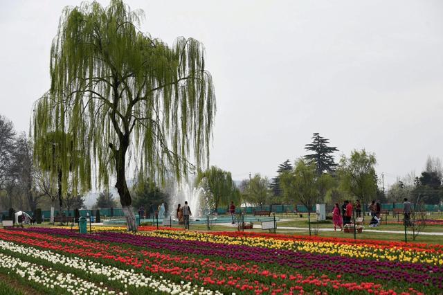 Formerly known as Siraj Bagh, the Indira Gandhi Memorial Tulip garden was opened in 2008 by the then Chief Minister Ghulam Nabi Azad. (PTI) Formerly known as Siraj Bagh, the Indira Gandhi Memorial Tulip garden was opened in 2008 by the then Chief Minister Ghulam Nabi Azad. (PTI)