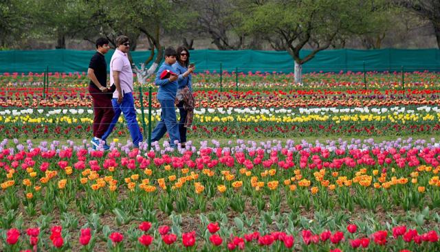This year, a majority of the bulbs in the garden had bloomed due to favourable weather conditions presenting a mesmerising look to the visitors. (PTI) This year, a majority of the bulbs in the garden had bloomed due to favourable weather conditions presenting a mesmerising look to the visitors. (PTI)