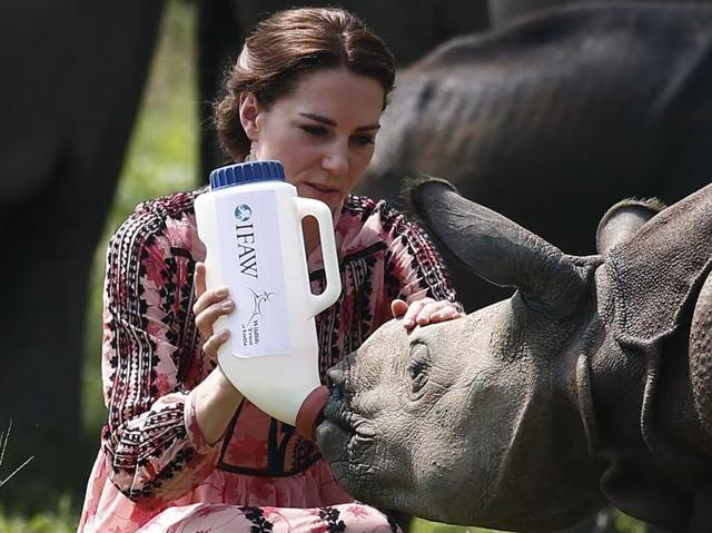 Britain’s Princess Kate feeds a rhino calf at the Centre for Wildlife Rehabilitation and Conservation (CWRC) at Panbari reserve forest in Kaziranga in Assam during a visit with her husband and Prince William in April last year. (AFP FILE PHOTO) Britain’s Princess Kate feeds a rhino calf at the Centre for Wildlife Rehabilitation and Conservation (CWRC) at Panbari reserve forest in Kaziranga in Assam during a visit with her husband and Prince William in April last year. (AFP FILE PHOTO)