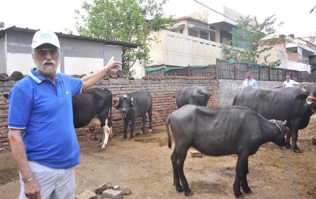 Panchkula India Apral 01 2017 Col Amarjit SIngh showing cattle tied close to his house in Railla village Apral 01 ,2017 Photo by Sant Arora Hindustan Times (Sant Arora/HT Photo) Panchkula India Apral 01 2017 Col Amarjit SIngh showing cattle tied close to his house in Railla village Apral 01 ,2017 Photo by Sant Arora Hindustan Times (Sant Arora/HT Photo)