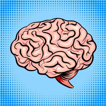 In organoids, the brain cells organise themselves very similar to the process in the brain of an embryo. (Shutterstock)