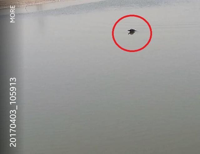 One dolphin (encircled in red) spotted on April 4, 2017, after the water flow was cut on river Beas. (PHOTO: Punjab Forests &amp; Wildlife Preservation department )