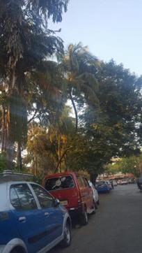 The coconut tree. (HT) The coconut tree. (HT)