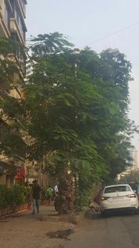 Gulmohar (HT) Gulmohar (HT)
