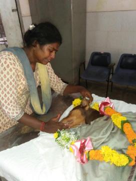 Sumiti Devendra had brought Lucky home last year after she lost her mother. (Pratik Salunke/HT photo) Sumiti Devendra had brought Lucky home last year after she lost her mother. (Pratik Salunke/HT photo)
